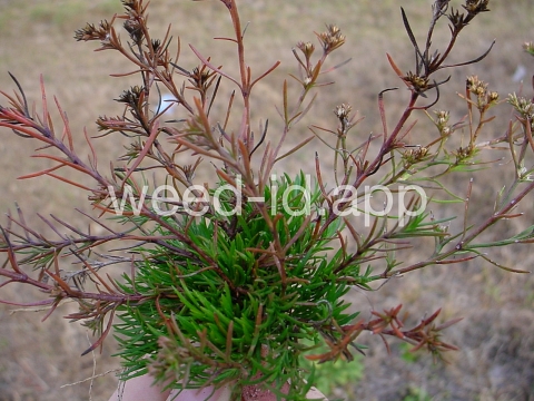 juniper-leaf